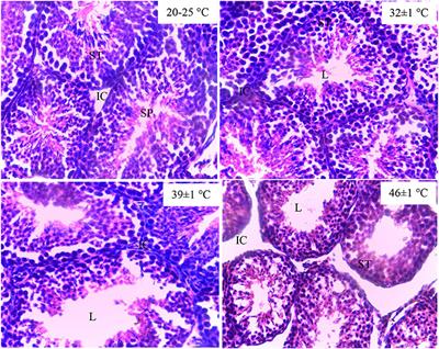 Heat Induces Oxidative Stress: Reproductive Organ Weights and Serum Metabolite Profile, Testes Structure, and Function Impairment in Male Cavy (Cavia porcellus)